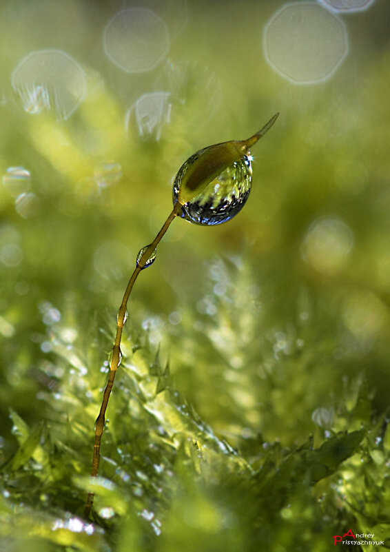 Капелька - Андрей Пристяжнюк