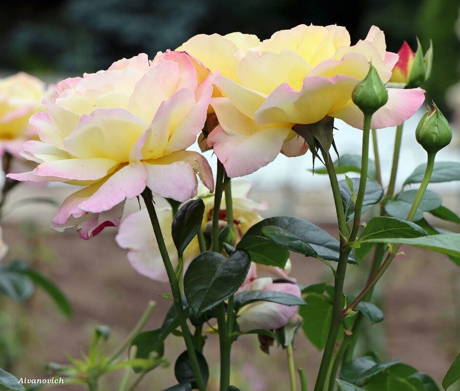 Средь связки роз, весной омытой, Прекрасней чайной розы нет.... - Андрей Андреев Андреев Средь связки роз, весной омытой, Прекрасней чайной розы нет.... - Андрей Андреев Андреев
