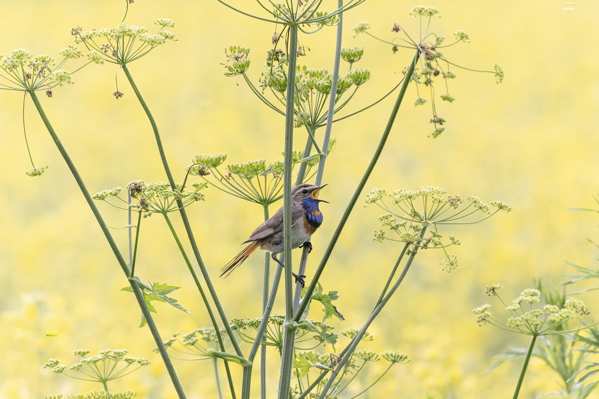 варакушка - юрий макаров