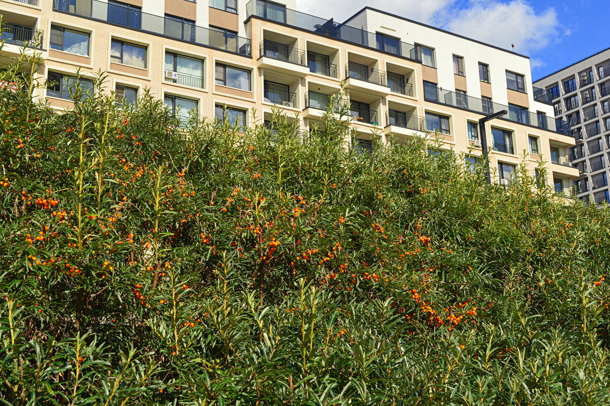 Облепиховая набережная - Татьяна Лютаева