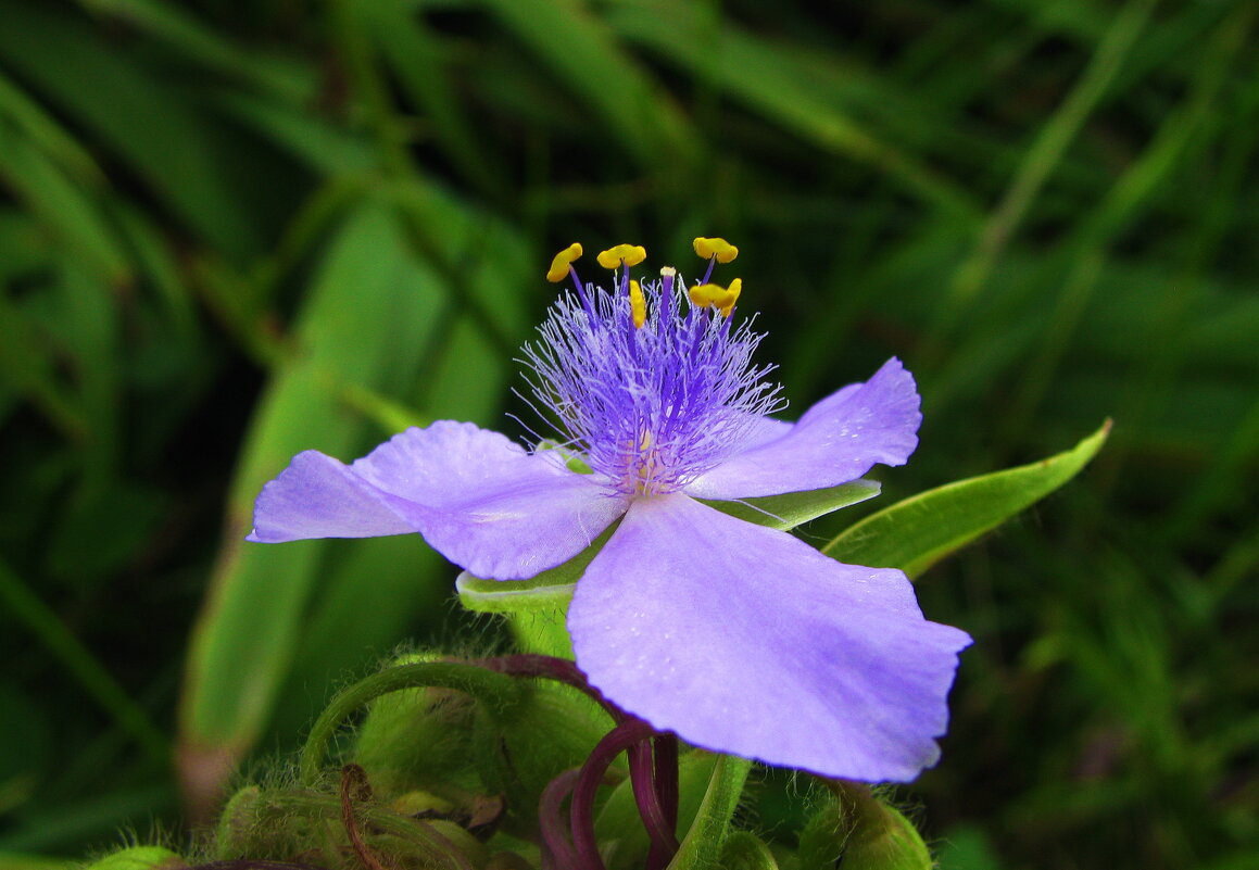 Традесканция - Людмила Смородинская