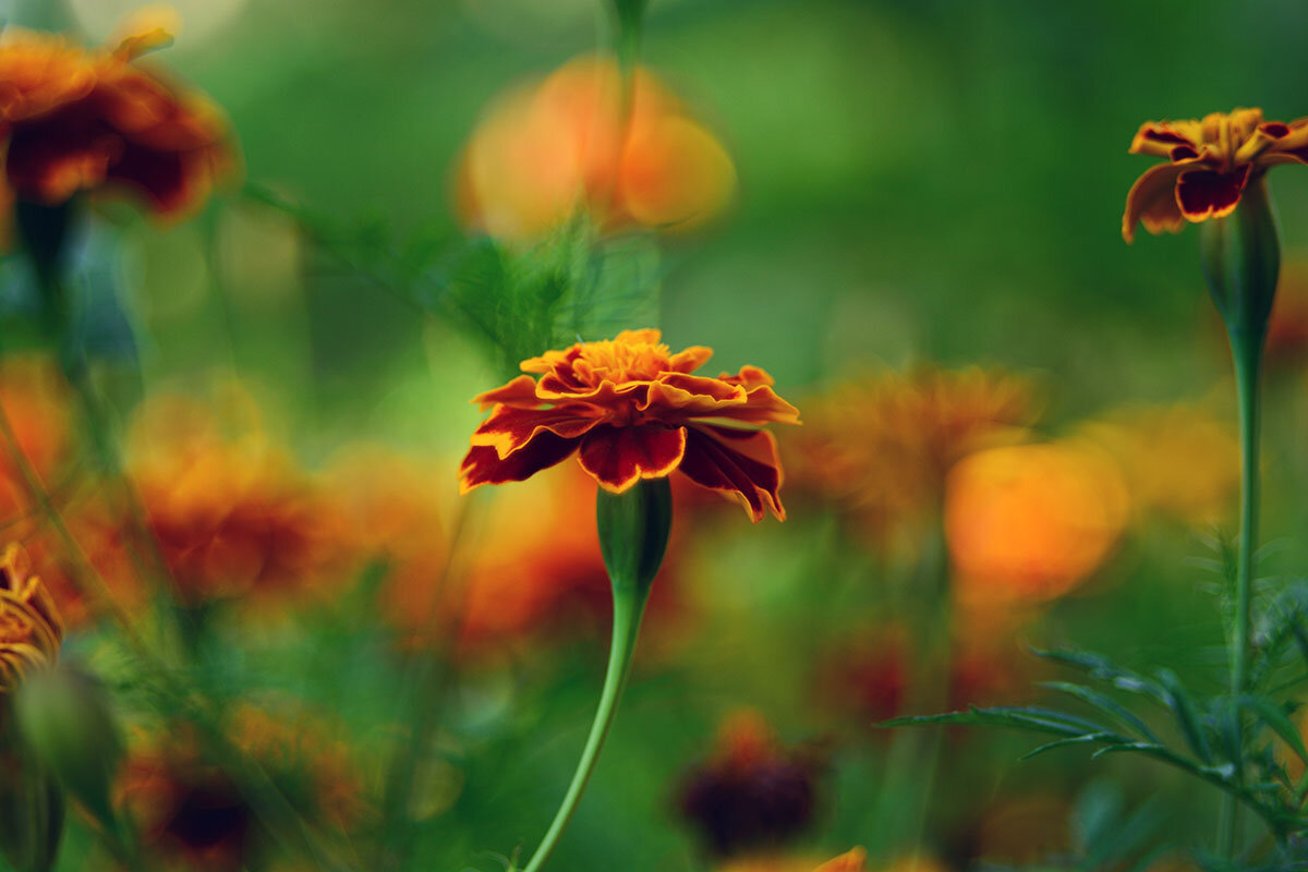 Бархатцы - Геннадий Супрун