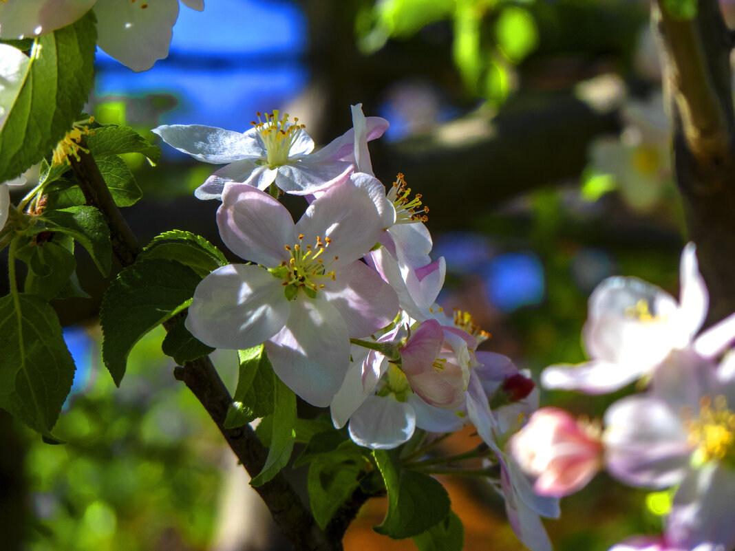 В весеннем саду - Валентин Семчишин В весеннем саду - Валентин Семчишин