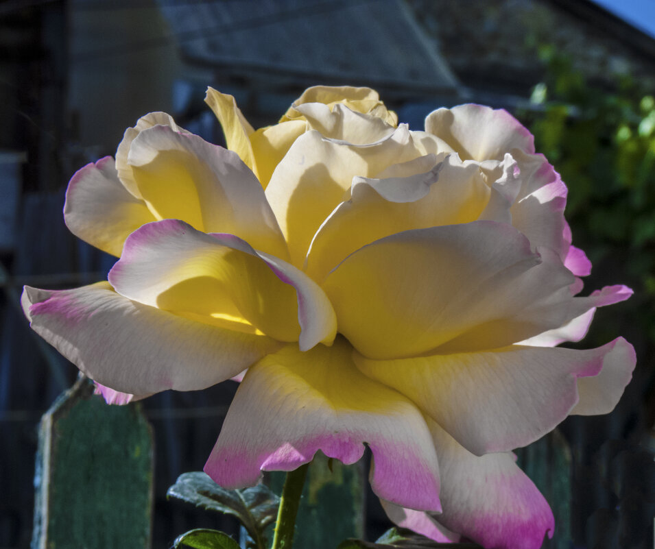 Глория Дей - Валентин Семчишин