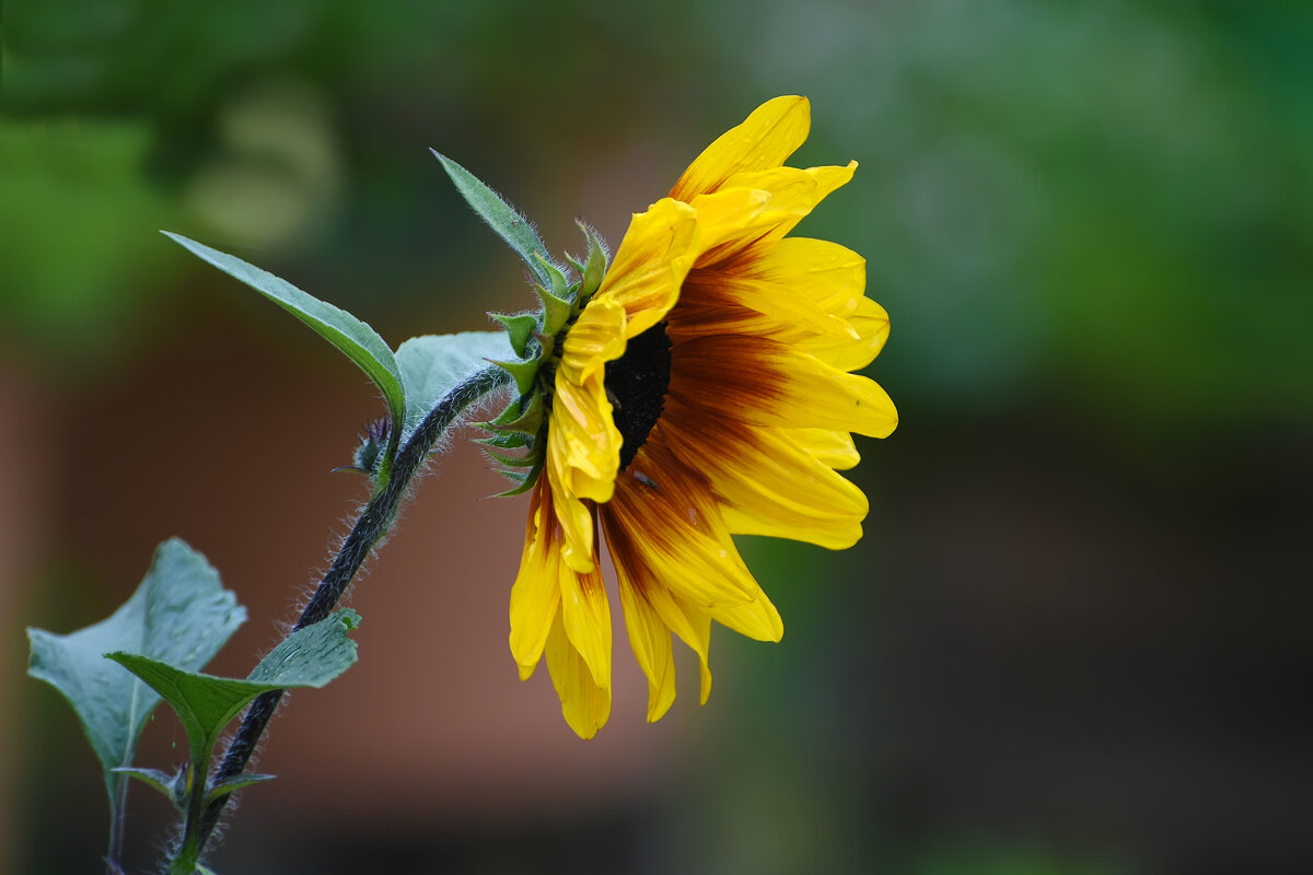 Лето в Ботаническом... Июль. - Наташа *****