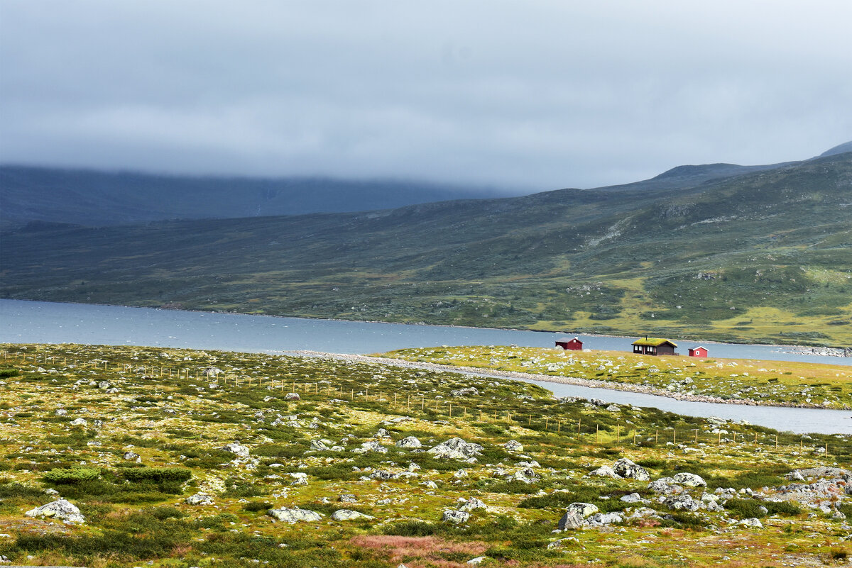 Высокогорные луга - Nina Streapan Высокогорные луга - Nina Streapan