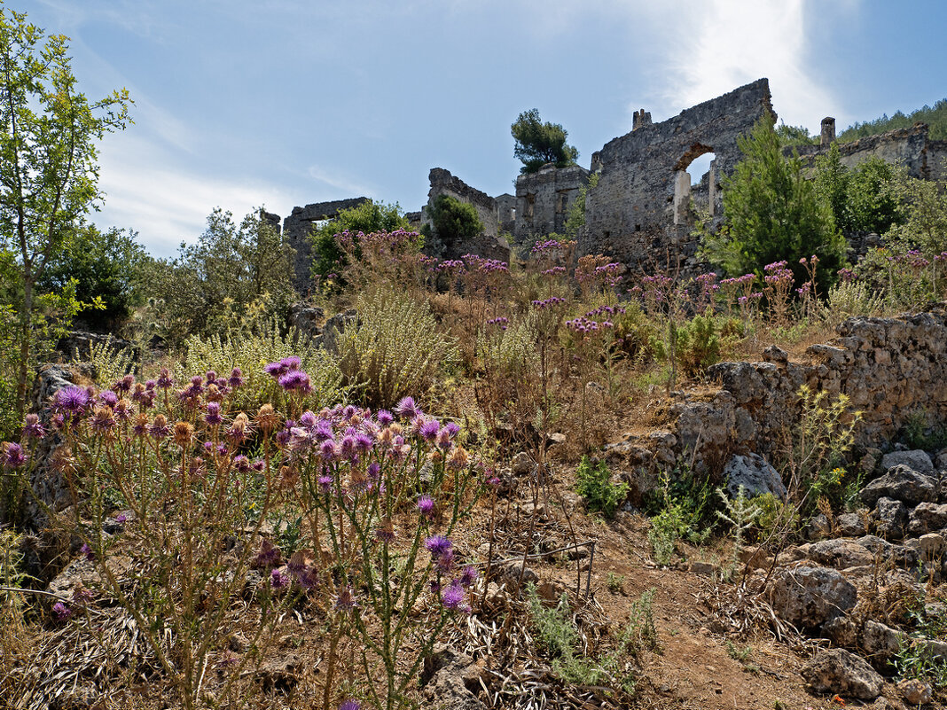 Татарник - Виталий Авакян Татарник - Виталий Авакян