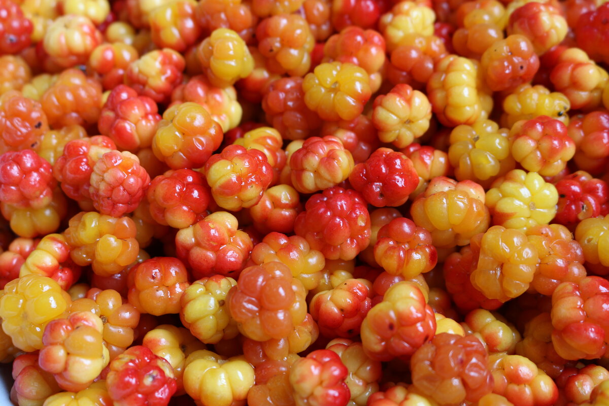 Морошковое лето - Ольга 