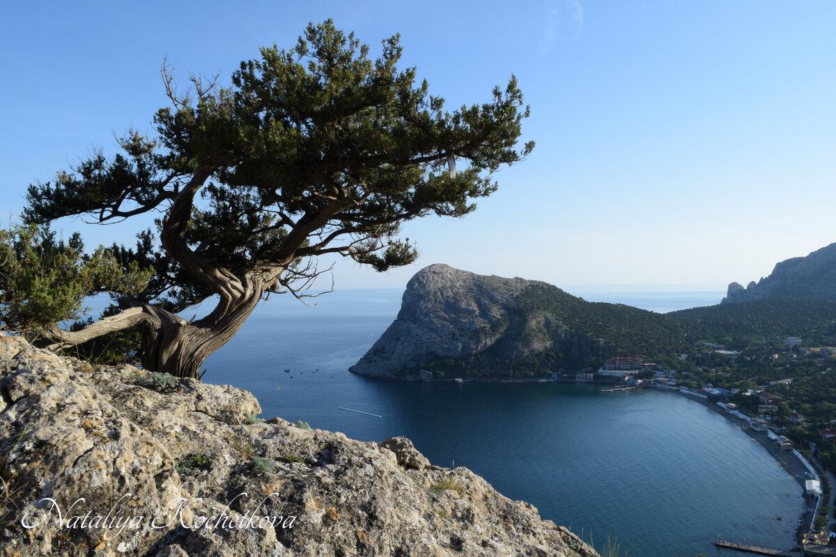 Природа Крыма - Amazing Cosmea