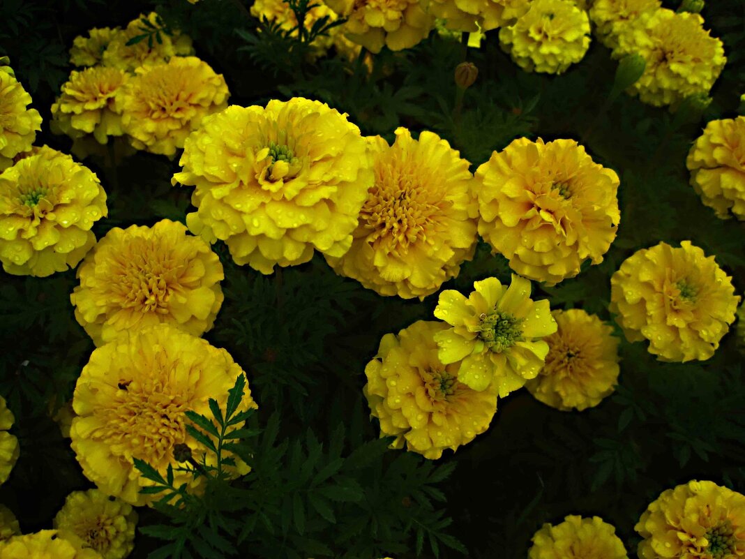 Солнышки - Елена Семигина