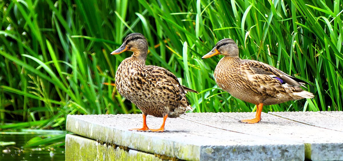 Гармония флоры и фауны(серия) - Владимир Манкер
