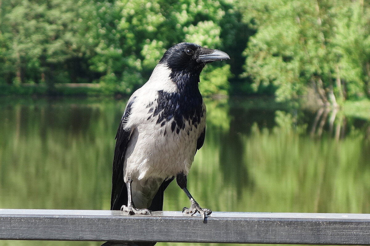 Серая ворона - Рита Симонова