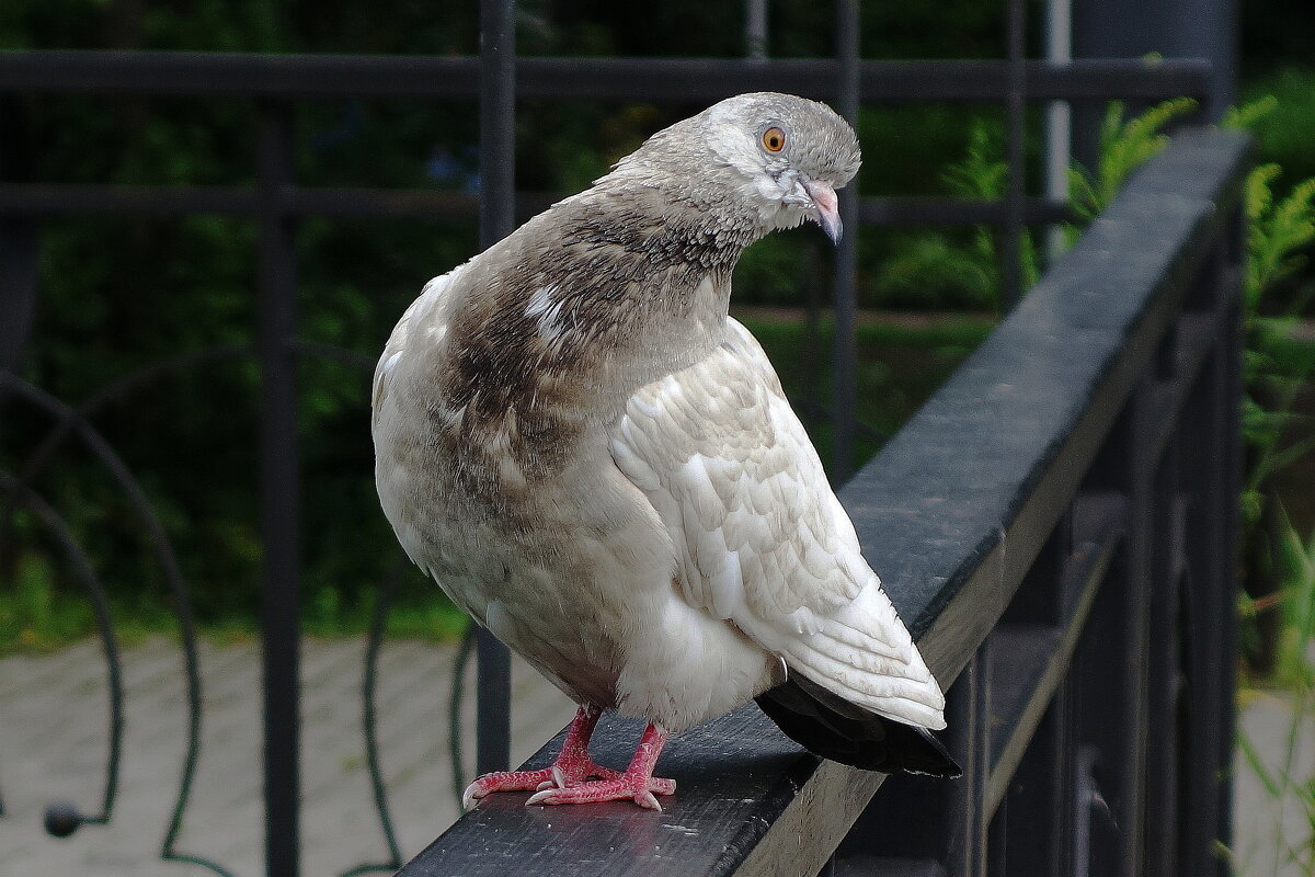 Голуби в городском парке - Рита Симонова Голуби в городском парке - Рита Симонова