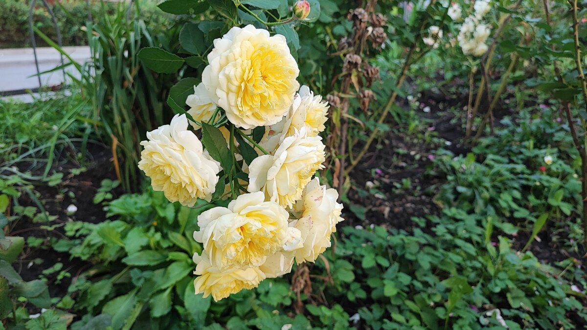 ,,, - Сергей Тимоновский