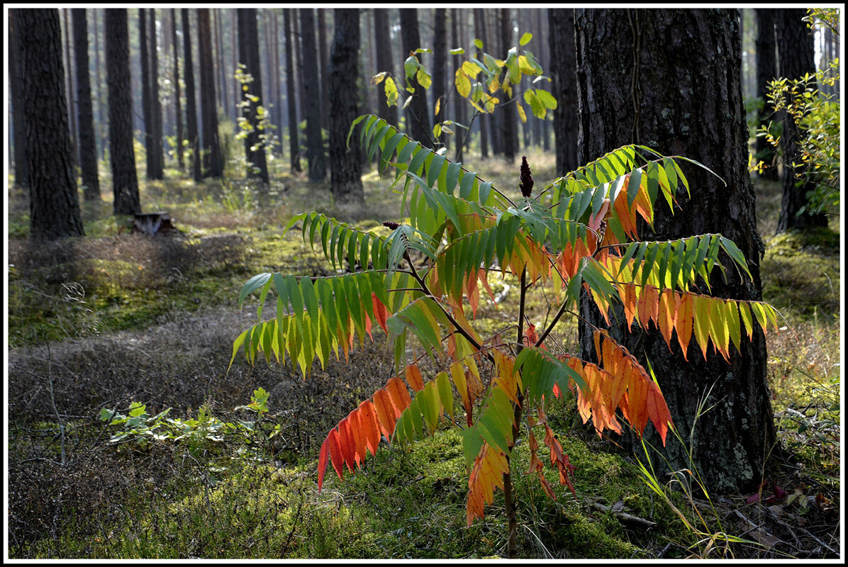 Сегодня лето-завтра Осень - Aleksandr Gal Сегодня лето-завтра Осень - Aleksandr Gal
