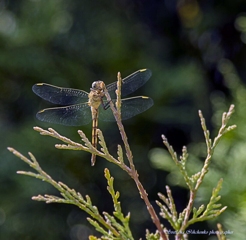 Стрекоза разнокрылая - Светлана Ищенко Стрекоза разнокрылая - Светлана Ищенко