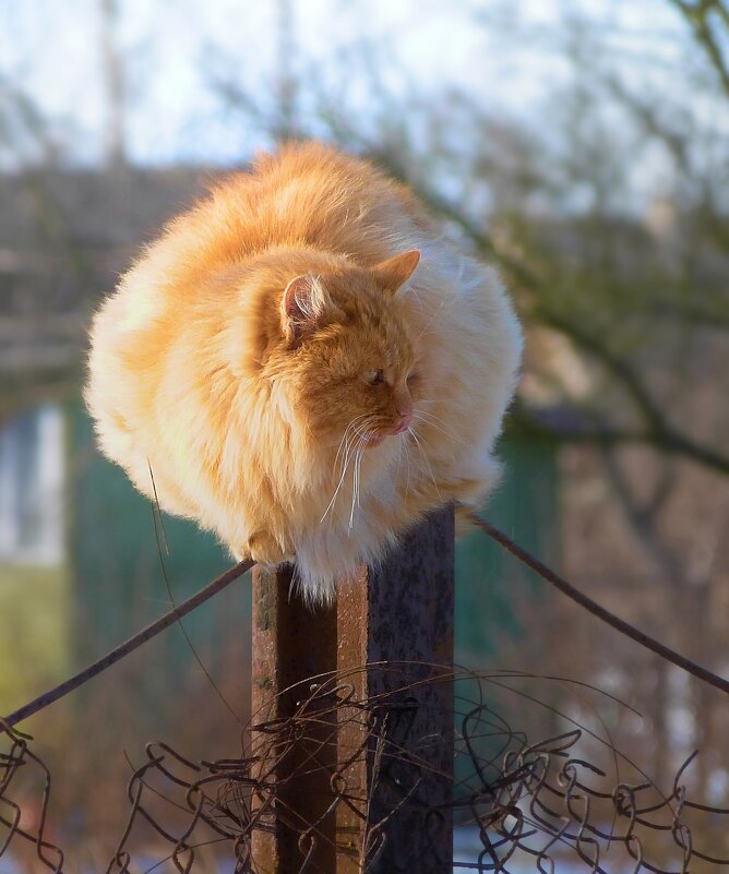 "Мне сверху видно все!" - Владимир 