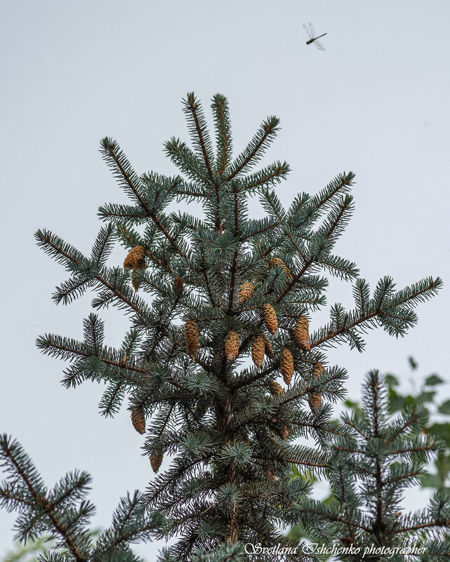 Зимой и летом одним цветом - Светлана Ищенко