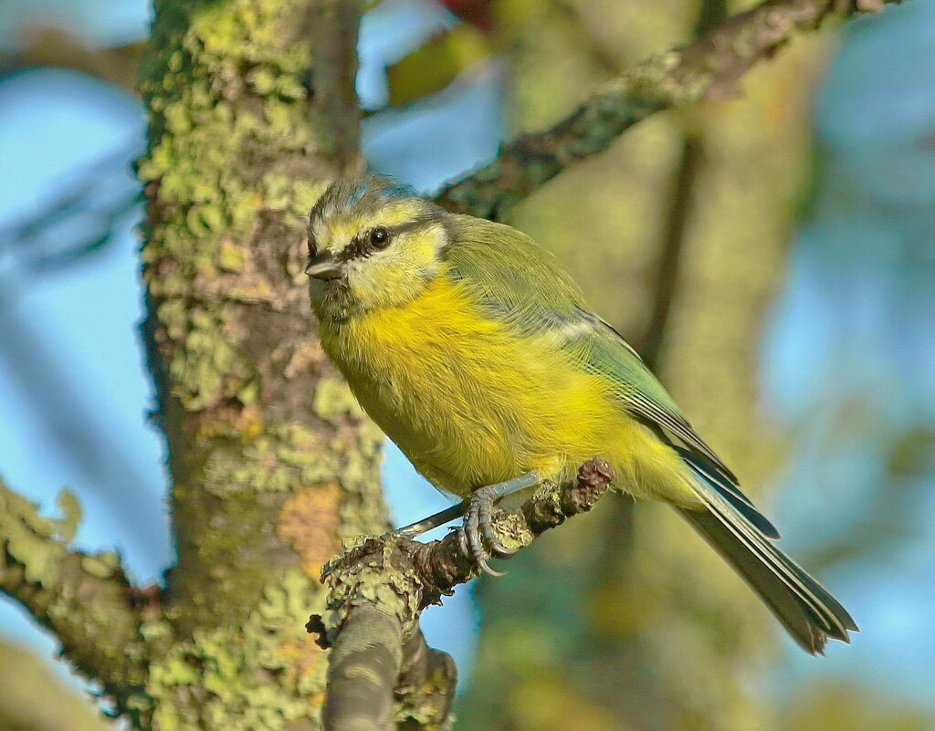 юная лазоревка - Andrey Bragin 
