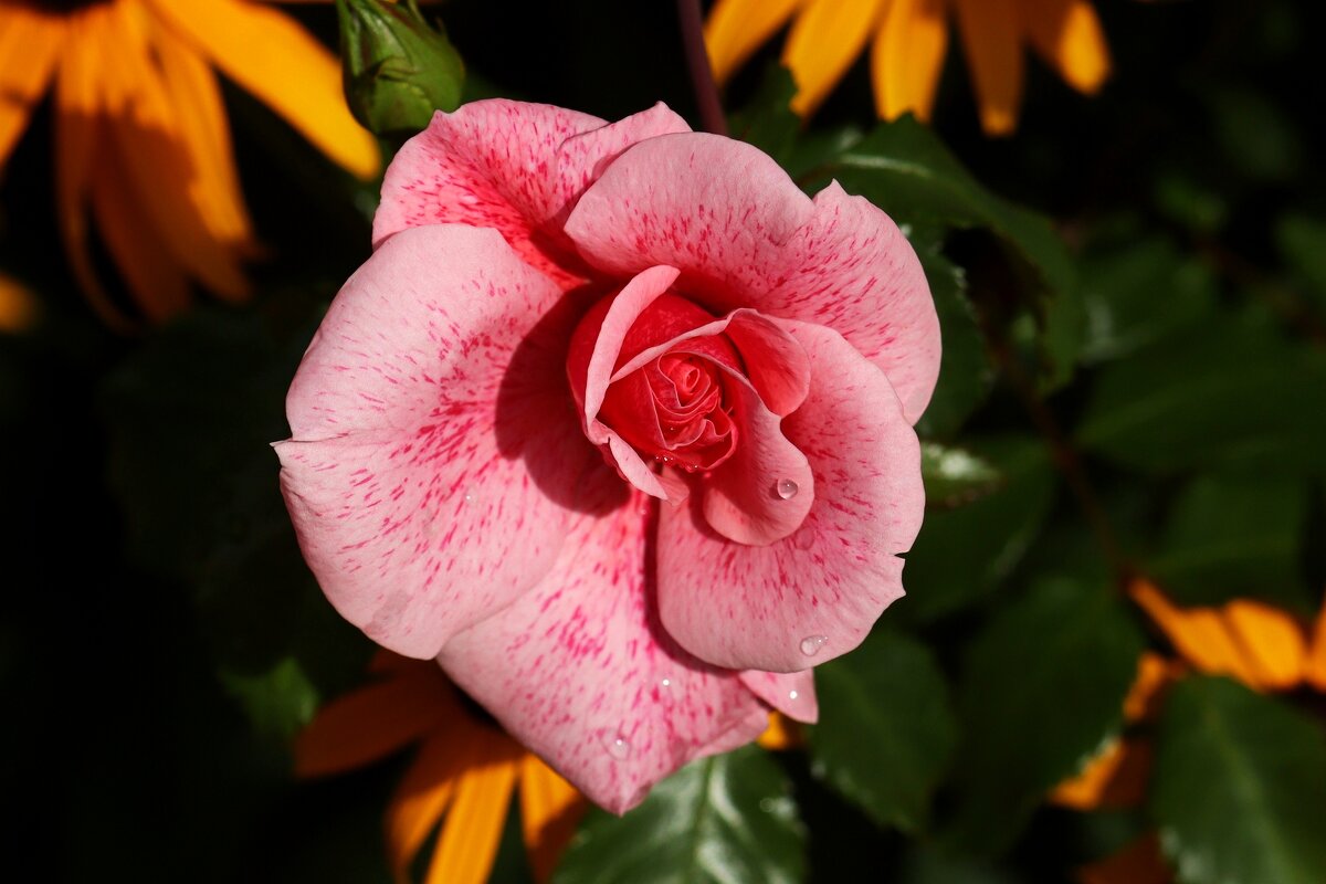 Утро августа - Юрий. Шмаков