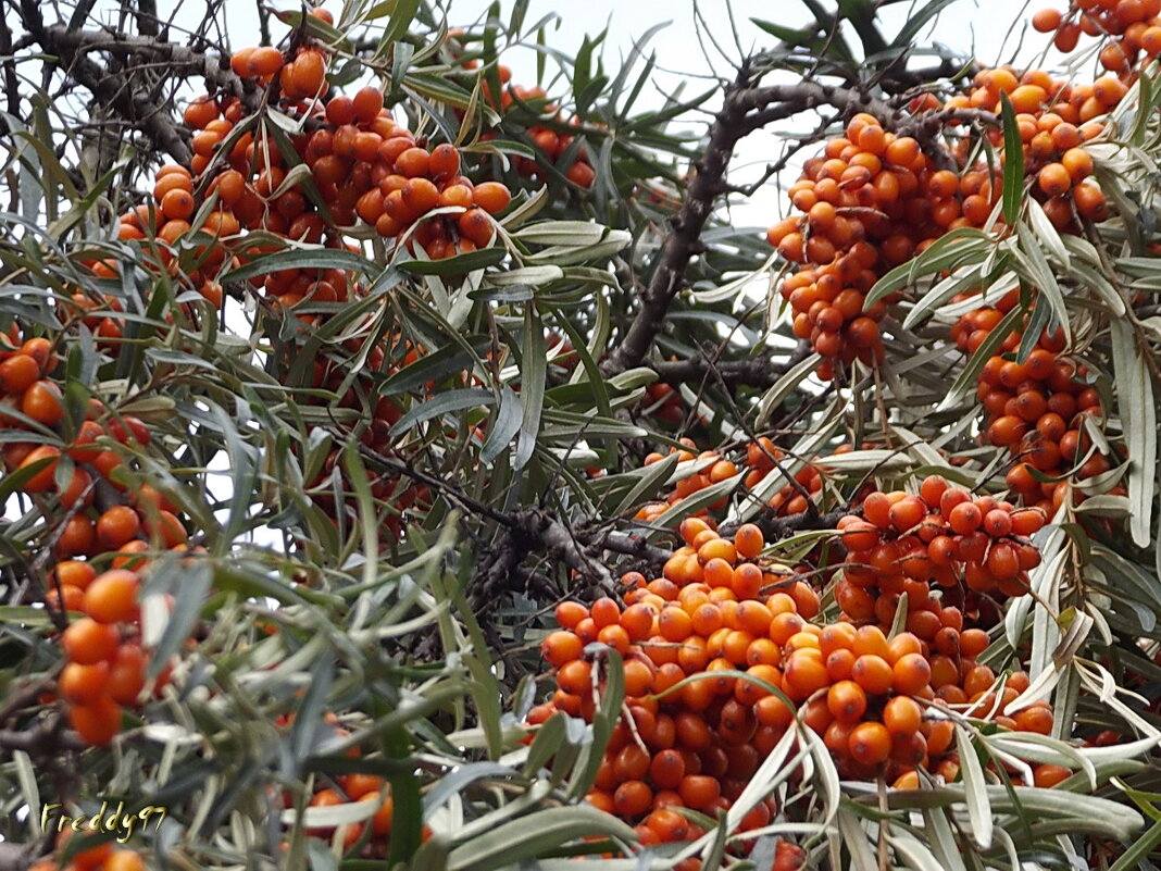 Облепиха - Freddy 97