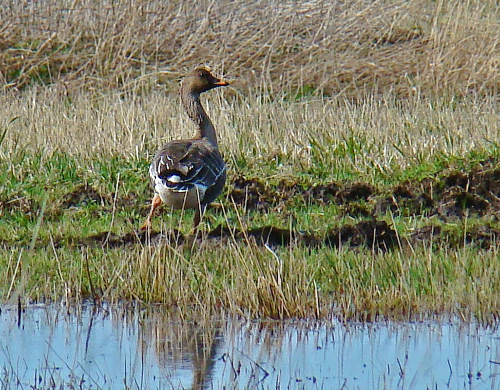 гуменник на пролете - gawrilа - dan