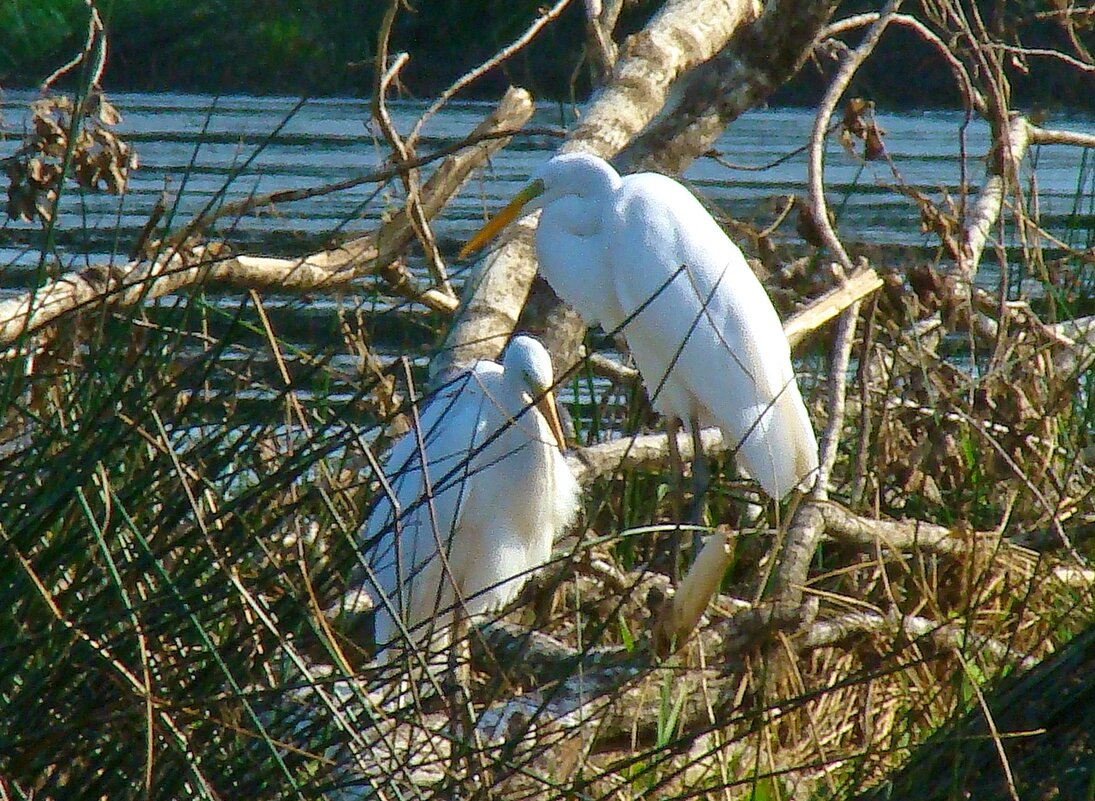 большие белые цапли - gawrilа - dan