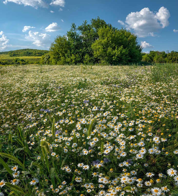 Солнечное лето! - Фёдор. Лашков