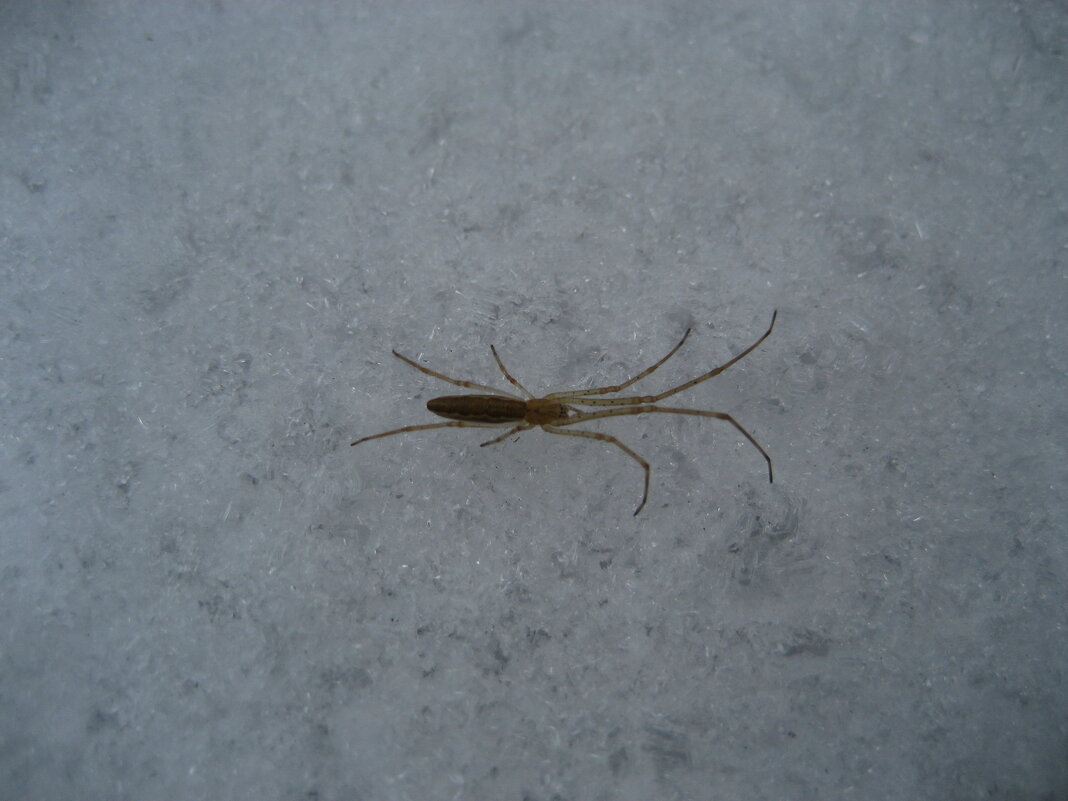 Паук - Anna Ivanova