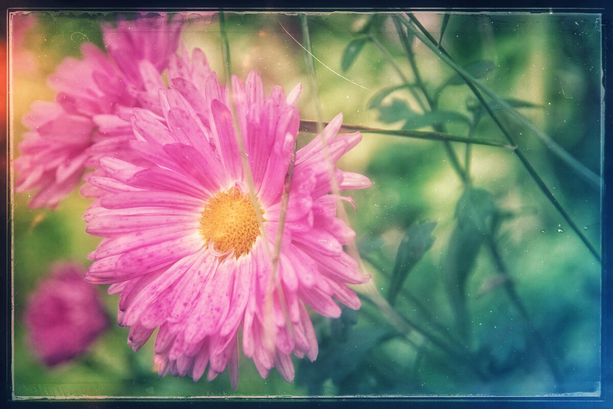 Красота уходящего лета.... - Руслан 