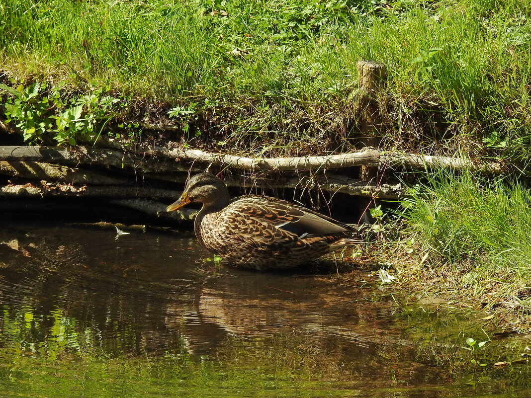 ****** - ИННА ПОРОХОВА