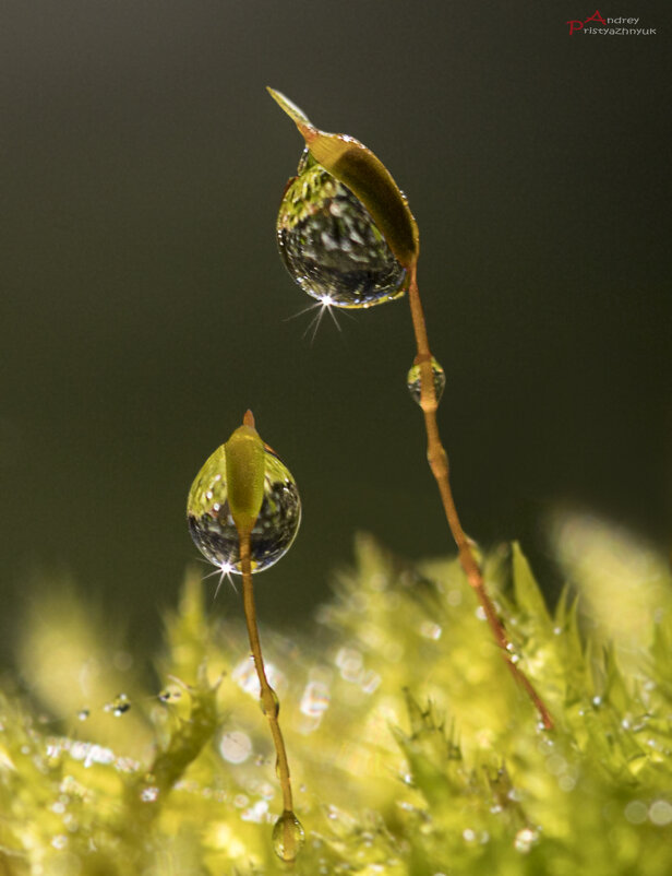 Рано утром... - Андрей Пристяжнюк