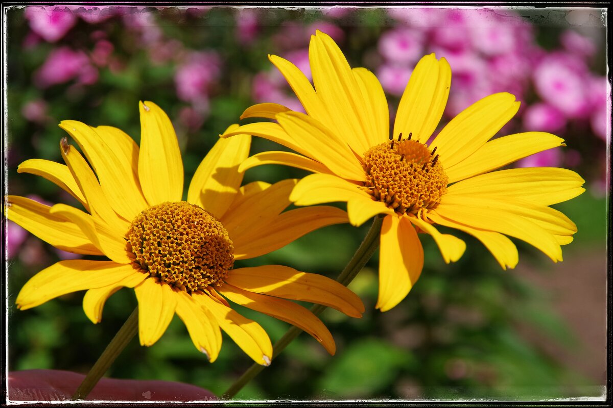 Еще немного красок летних... - Руслан 