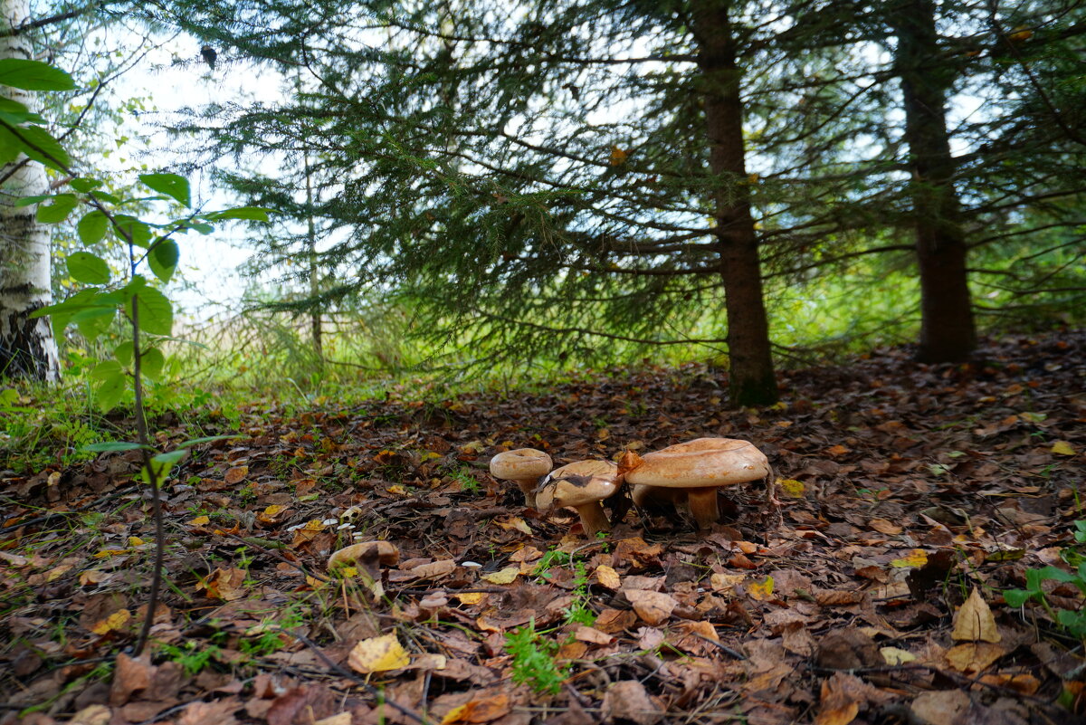 Семейка грибов - Сергей Ц