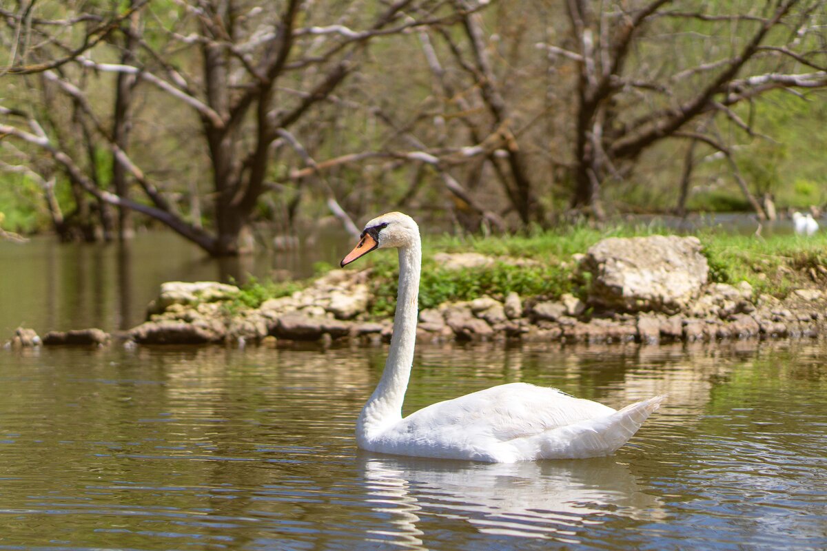 Благородная птица - Дмитрий Ряховский