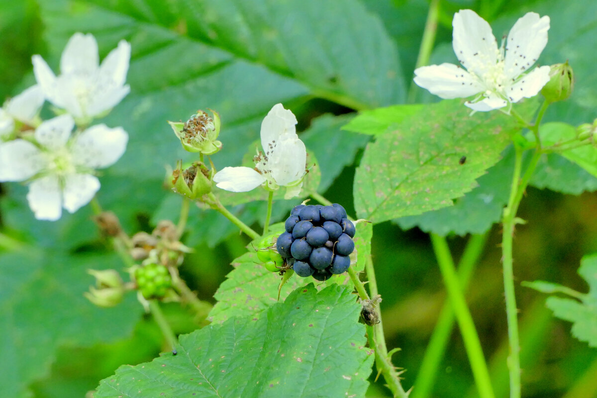 из снятого позавчера 2 - Александр Прокудин