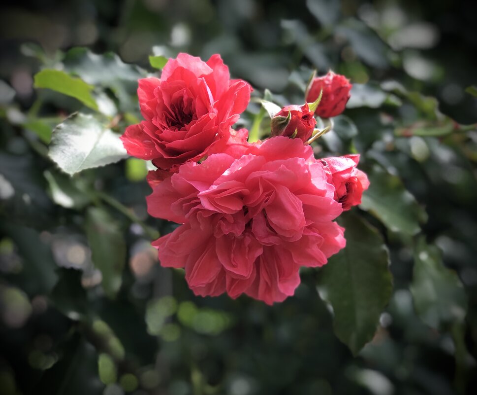 Ах эти розовые розы!) - Любовь 