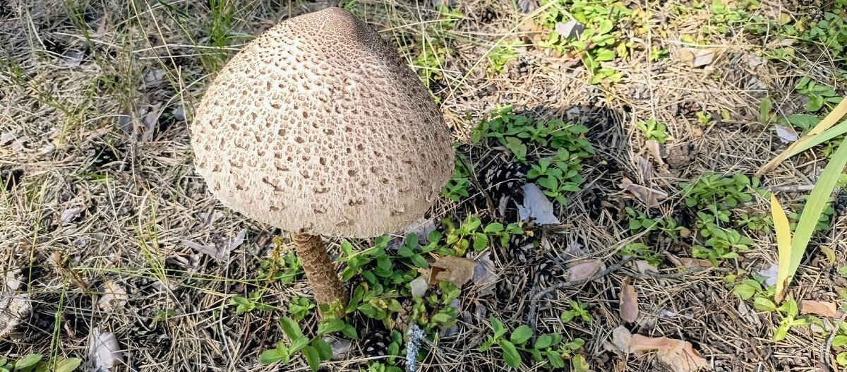 Из семейства шампиньонов - Михаил Столяров