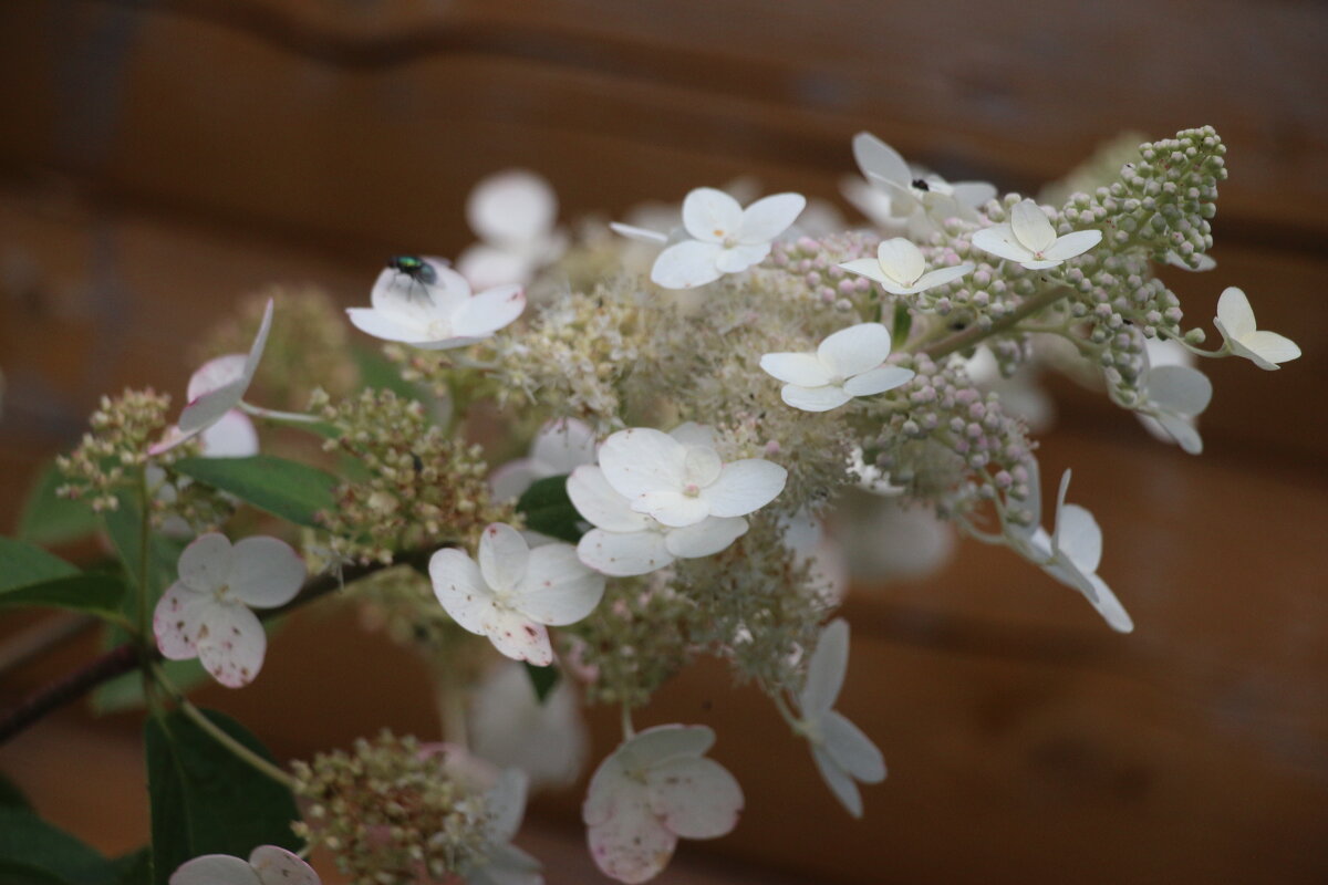Воспоминание о лете. Август - Наталья Герасимова