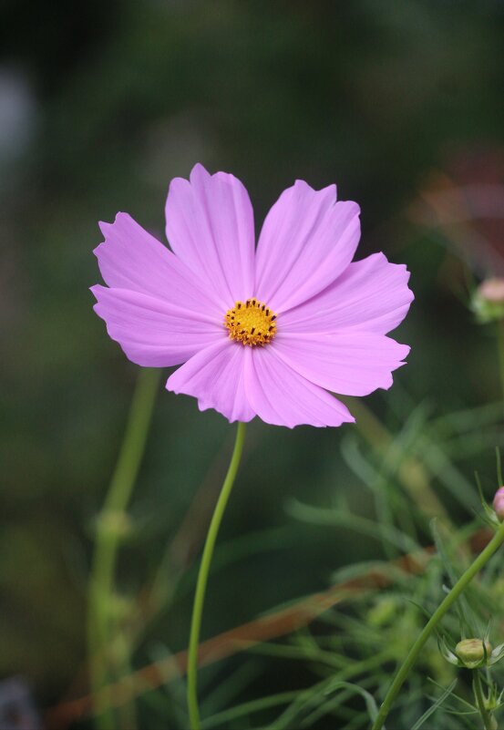 Воспоминание о лете. Август - Наталья Герасимова