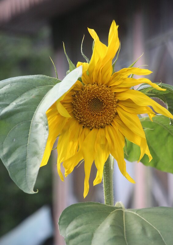 До свидания, лето... Приходи еще! - Наталья Герасимова