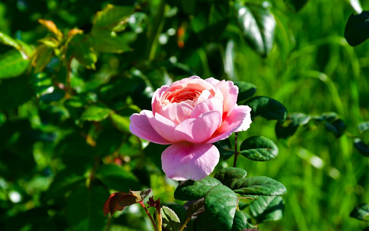 О цветах в последний день лета. - Милешкин Владимир Алексеевич 