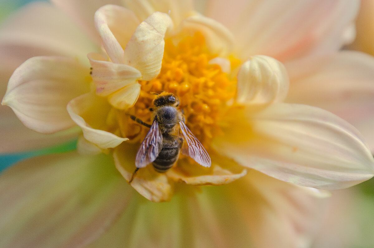*** - Виктор Иванович Чернюк *** - Виктор Иванович Чернюк