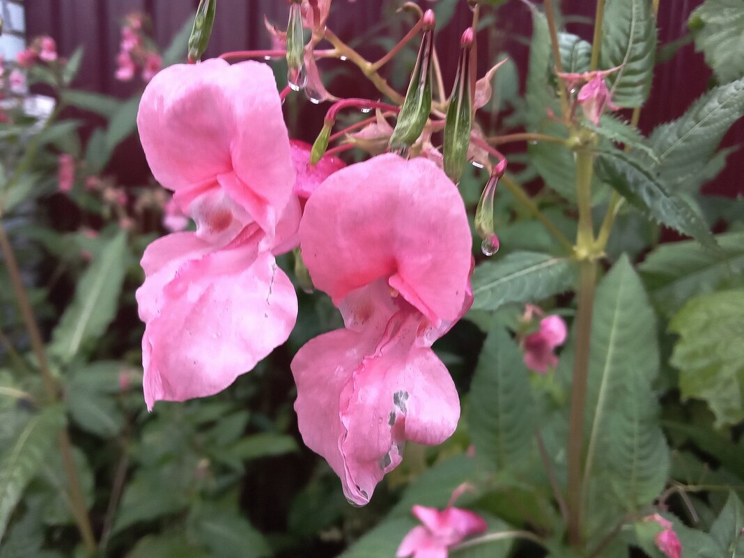 Капельки  дождя - Фотогруппа Весна