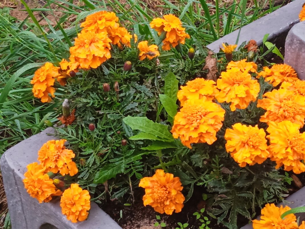 Августовские цветы. - Светлана Калмыкова Калмыкова