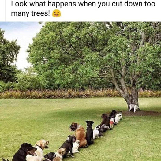 Последнее дерево - последний шанс...:) - Валерий Кокорев Последнее дерево - последний шанс...:) - Валерий Кокорев