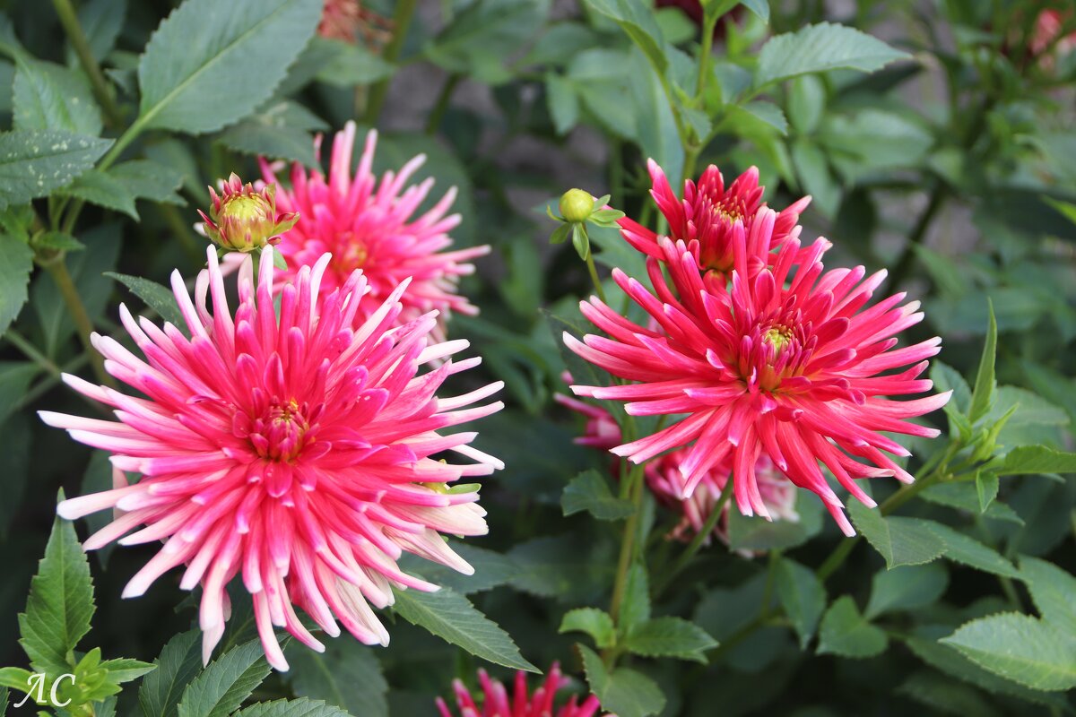 Вот и осень пришла. - Любовь Сахарова