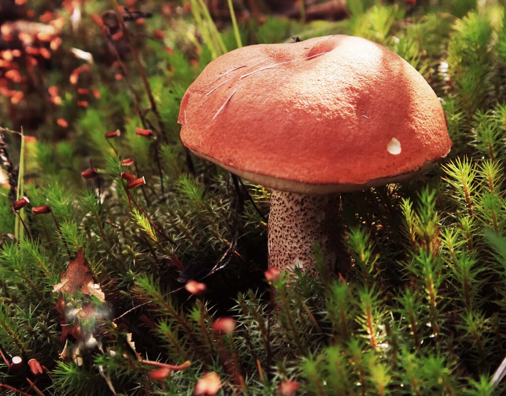 Август....Утренний гриб! - Владимир 