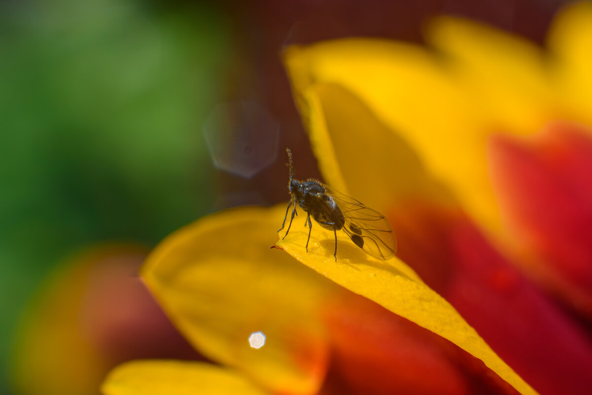 Мошка! - Михаил Соколов