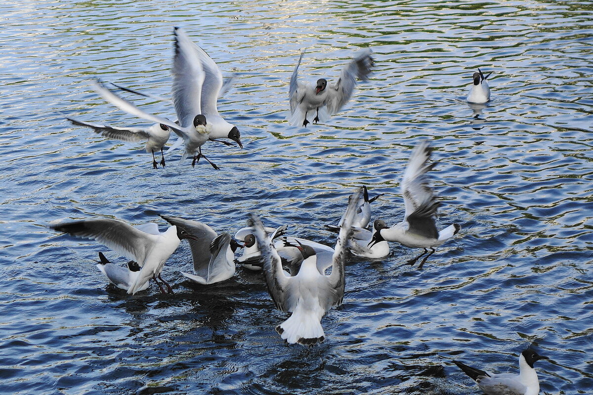Чайки в городском парке - Рита Симонова